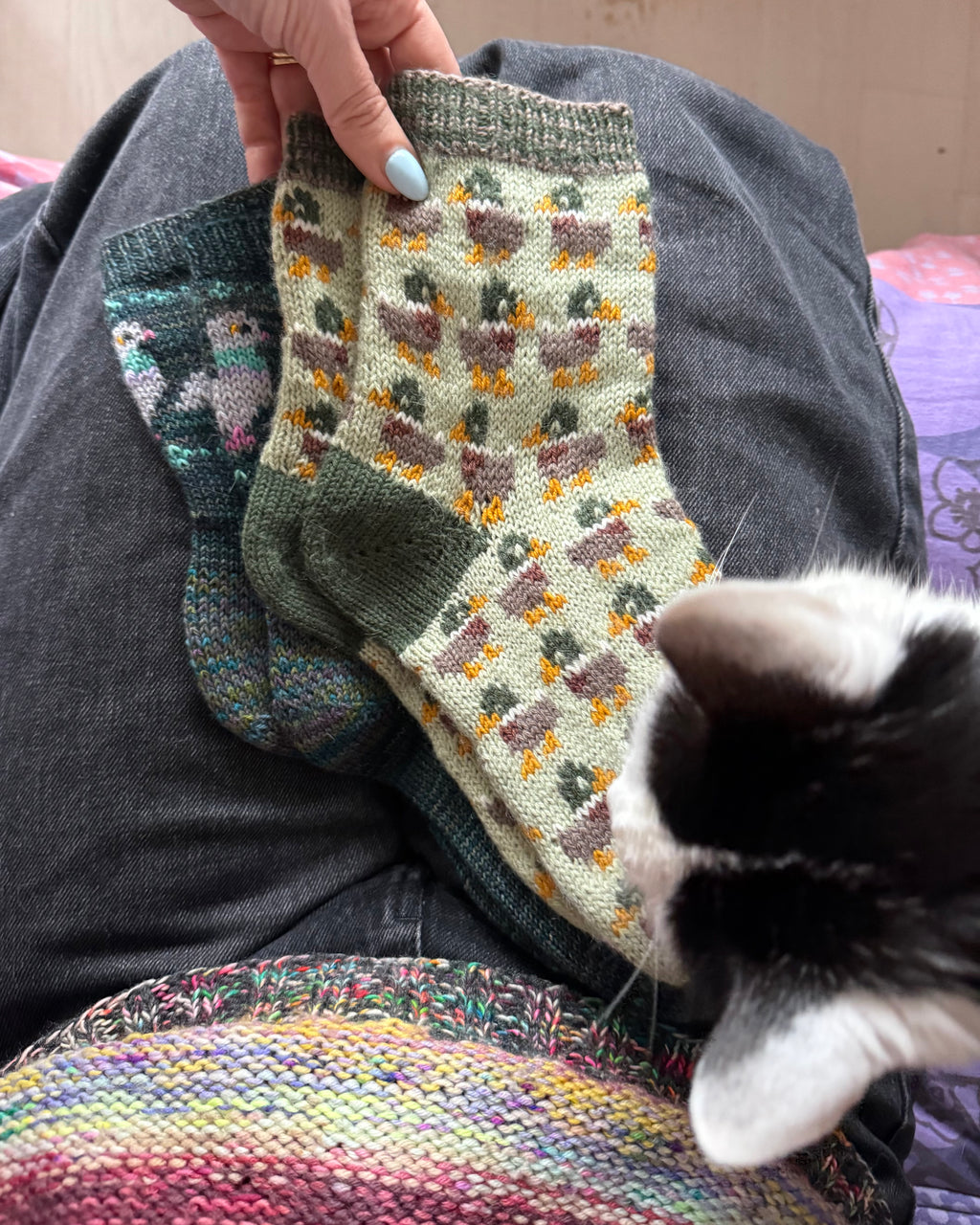 DIGITAL ITEM Bird Lovers sock set