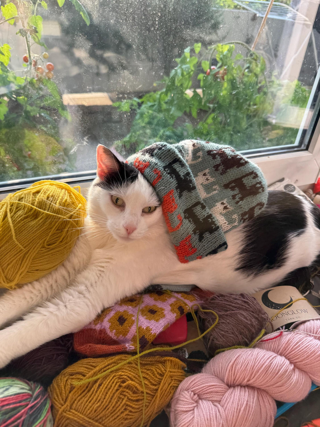 DIGITAL ITEM - Herding Cats Hat knitting pattern. 2 PDFS 1 in English and 1 in German