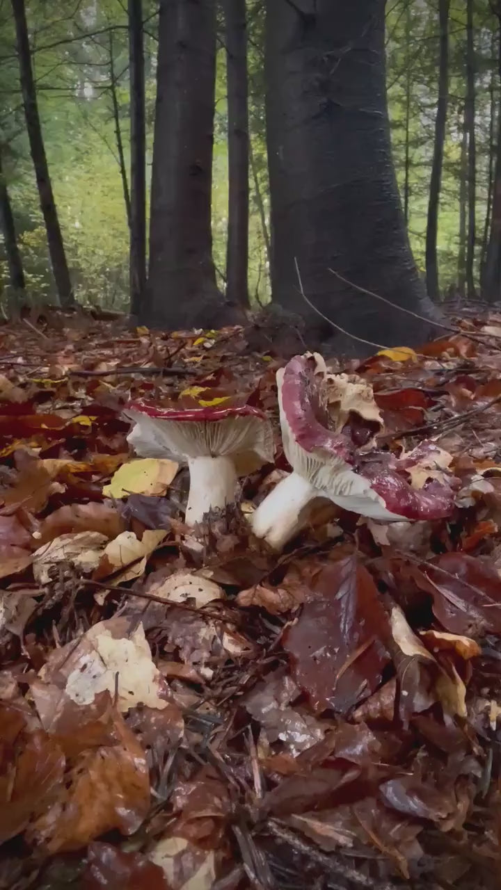 DIGITAL ITEM - Magical Mycelium socks knitting pattern